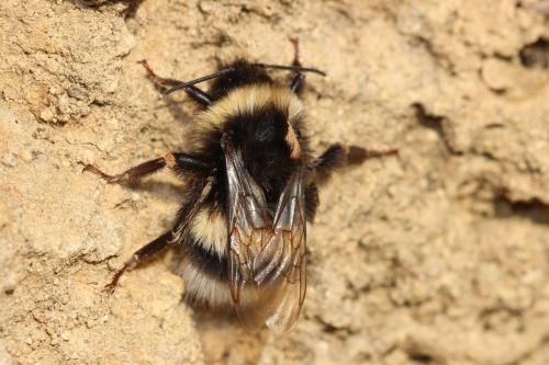 Bombus sp.